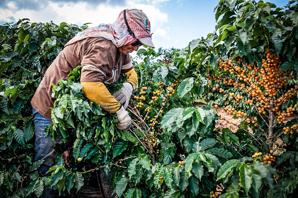 Fazenda de produção de café em Minas Gerais: preço dos grãos arábica subiu 50% no último ano em meio às perdas da produção (Patricia Monteiro/Bloomberg/Getty Images)