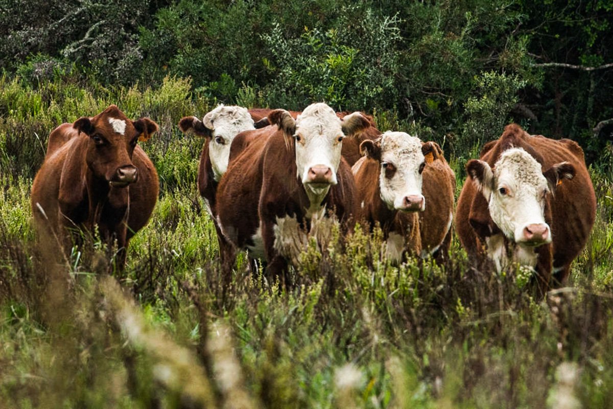 Carne de laboratório cultivada em biorreatores pode ser realidade em 2022