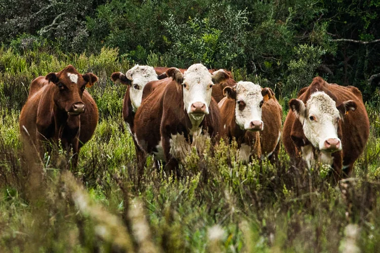 A China é atualmente o principal comprador de carne bovina do Brasil. No ano passado, a exportação do produto foi o equivalente a US$ 11,8 bilhões (PABLO PORCIUNCULA/AFP/Getty Images)