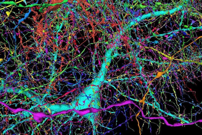 Google ajuda a mapear cérebro humano e descobre possível novo neurônio