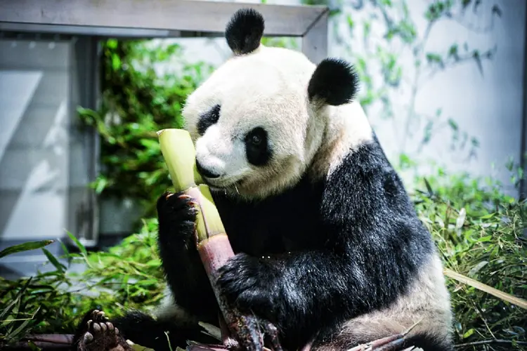 Panda: a governadora de Tóquio, Yuriko Koike, deu a notícia à imprensa no meio da manhã e as ações dos restaurantes localizados próximos ao zoológico subiram (Tokyo Zoological Park Society/ Divulgação/AFP)
