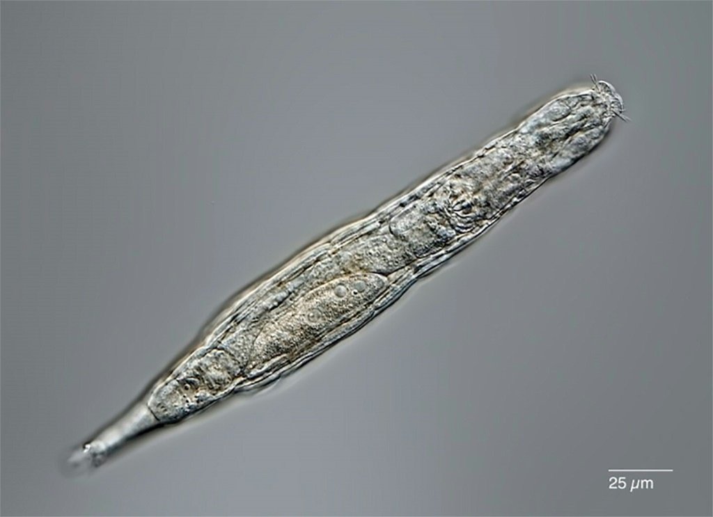 Animal microscópico de 24 mil anos é encontrado congelado na Sibéria