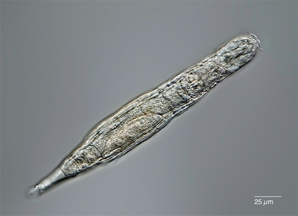 Animal microscópico de 24 mil anos é encontrado congelado na Sibéria