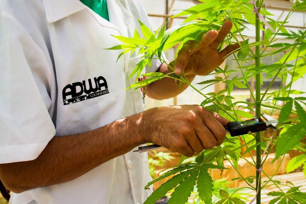 Plantação de cannabis em estufa na Universidade Federal de Viçosa: startup conseguiu uma autorização legal especial para plantar as plantas em estufas dentro da instituição (Adwa Cannabis/Divulgação)