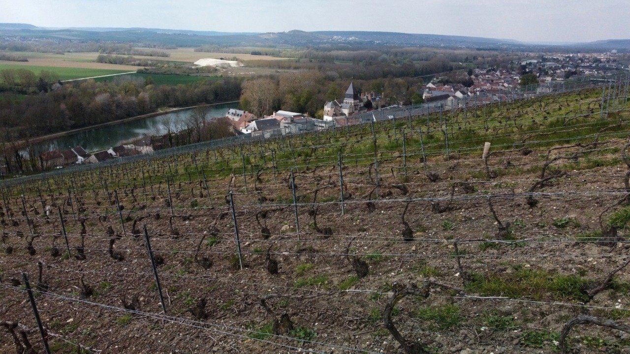 Após geadas, vinhedos de Champagne são atingidos por fungos