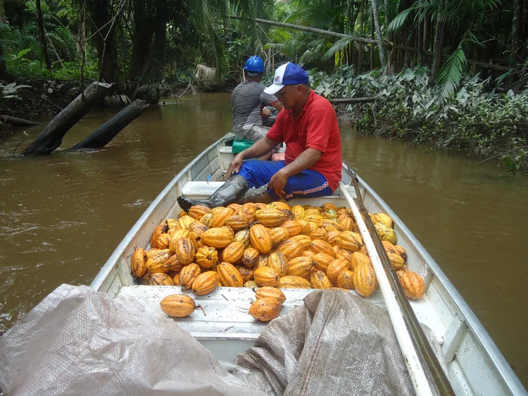 Coleta de cacau na Amazônia: a AMAZ é uma aceleradora de negócios da biodiversidade com atuação na região (AMAZ/Divulgação)