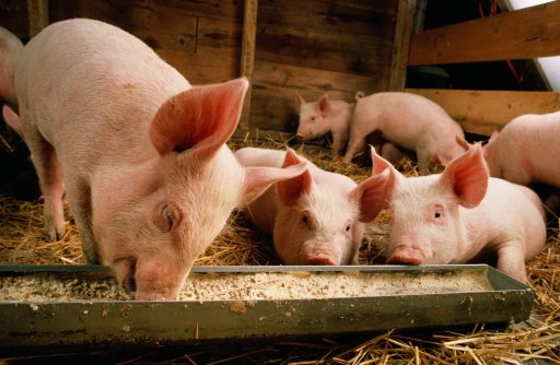 Vírus mortal para suínos é identificado pela 1ª vez nas Américas