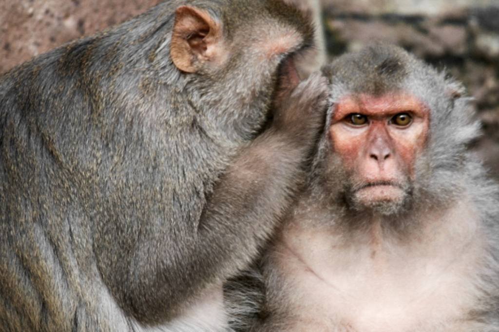 China registra 1ª morte de humano devido a vírus transmitido de macacos