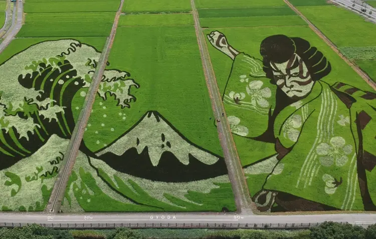 Vista aérea da obra de arte realizada em campos que utilizam vários tons de plantas de arroz, na cidade de Gyoda, Saitama, em 30 de julho de 2021. (Harumi OZAWA/AFP)