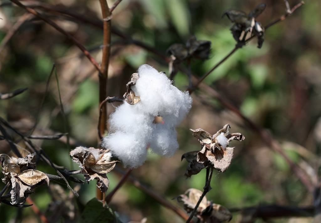 Safra de algodão do Brasil deverá ter recuperação em 21/22, diz Abrapa