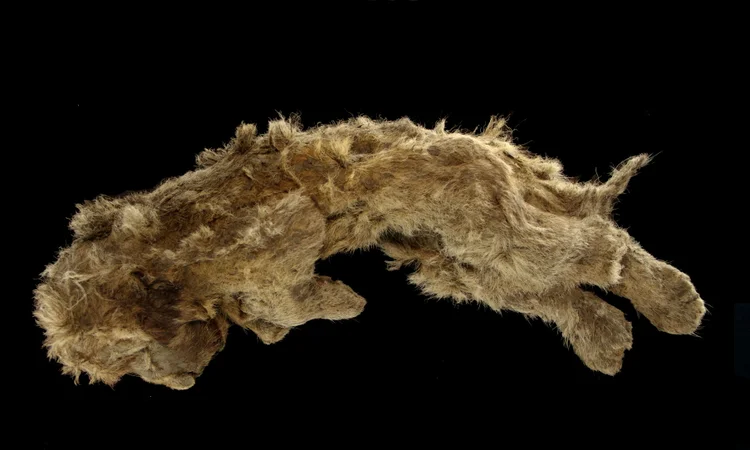 Filhote de leão das cavernas incrivelmente bem-preservada que foi encontrada no subsolo congelado da Sibéria. (Valery Plotnikov/Reuters)