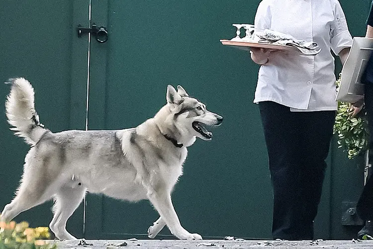 O "Capitão", o cachorro do ex-governador do estado de Nova York. (Jessica Hill/AP)