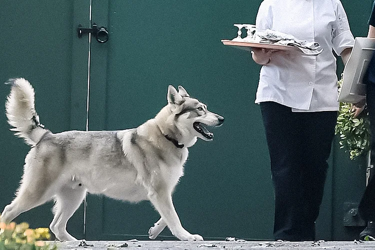 O "Capitão", o cachorro do ex-governador do estado de Nova York. (Jessica Hill/AP)