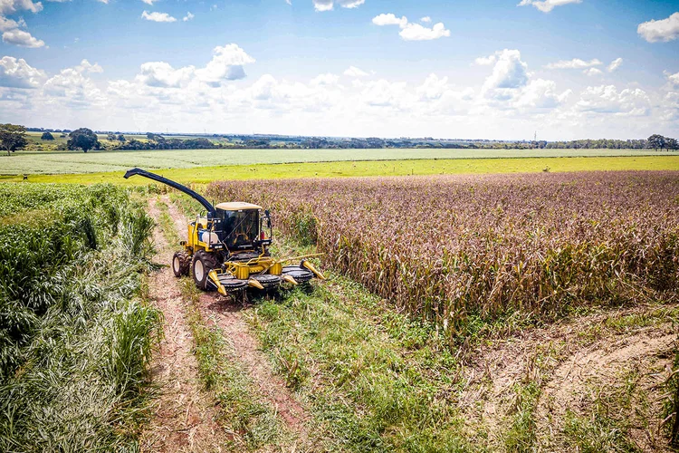 Colheita de milho: No Mato Grosso, cultivo atende aos setores de alimentação e etanol  (Rafael Henrique/SOPA Images/LightRocket/Getty Images)