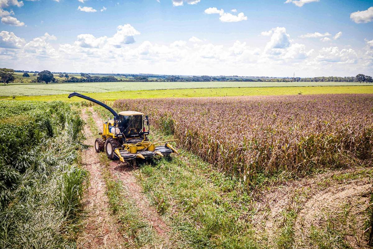 Brasil deve alcançar recorde na safra de grãos 2021/22 com mais de 271  milhões de toneladas - Revista Cultivar