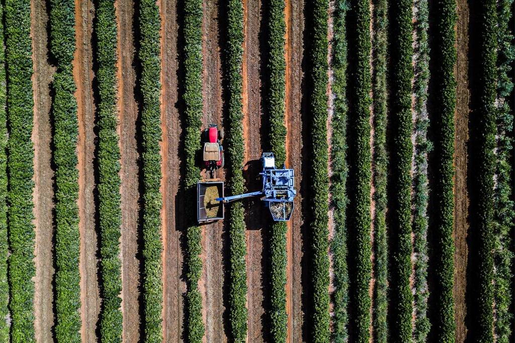 Race to Zero e o papel da agricultura contra o aquecimento global