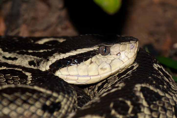 Pesquisadores estudaram proteínas do veneno da cobra Jararacuçu. (Instituto Butantã/Getty Images)