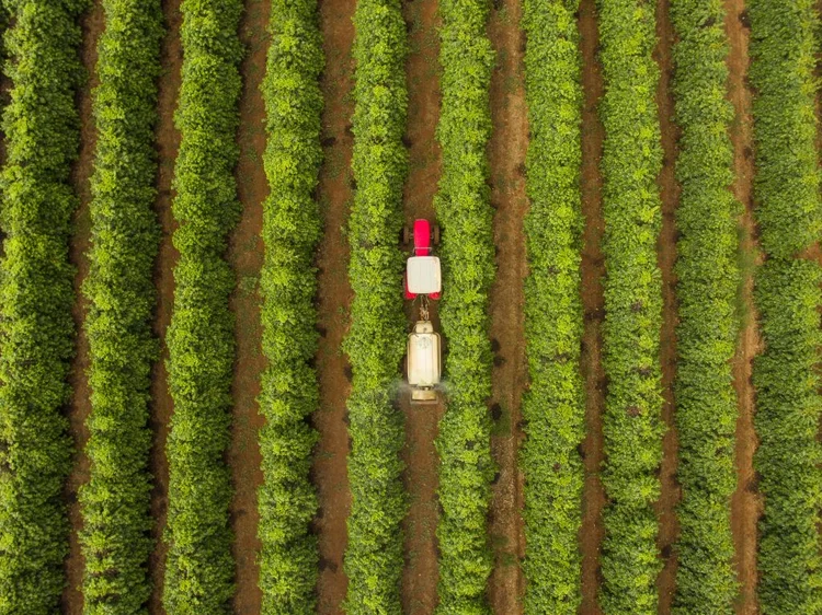 Plantação de café: produtos biológicos já atingem 25% das áreas cultivadas no país (Rodrigo Capote/Bloomberg/Getty Images)