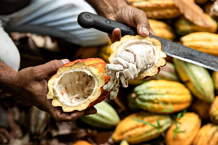 Plantio sustentável de cacau, no projeto RestaurAmazônia: incentivo e capacitação de pequenos agricultores (JBS/Divulgação)