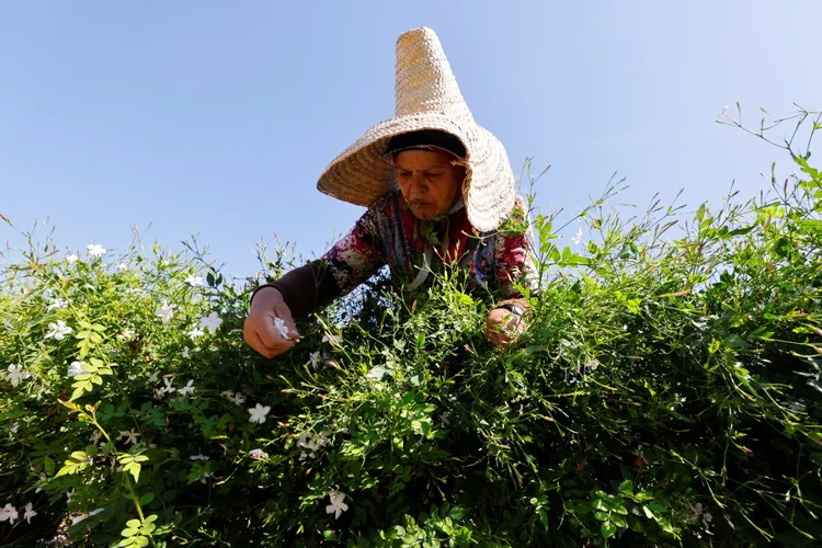 Chanel: o grupo de luxo disse que adquiriu 10 hectares adicionais de terras (Eric Gaillard/Reuters)