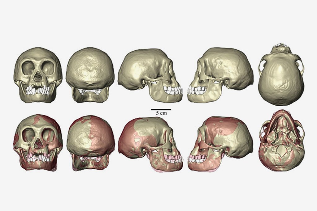 Crânio do Hobbit encontrado na Indonésia reconstituído por tomografia computadorizada (divulgação/Divulgação)