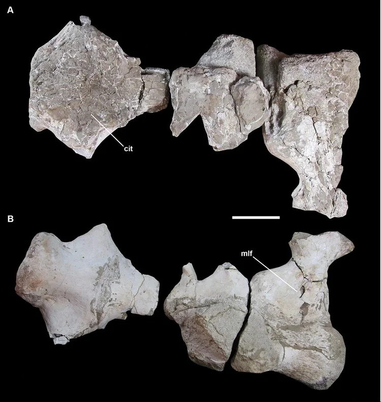 Vértebras sacrais (IVPP V27875), em ( A ) vista dorsal, mostrando o tecido interno e, ( B ) em vista ventral. Barra de escala: 10 cm. (Scientific Reports./Divulgação)