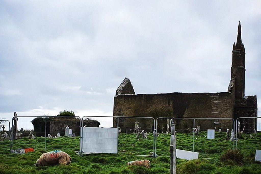Ovelhas descobrem cemitério na Irlanda (divulgação/Divulgação)