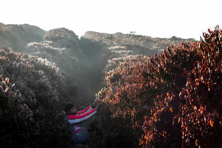 Cerca de 173,68 mil hectares foram prejudicados pelas fortes geadas (Roosevelt Cassio/Reuters)