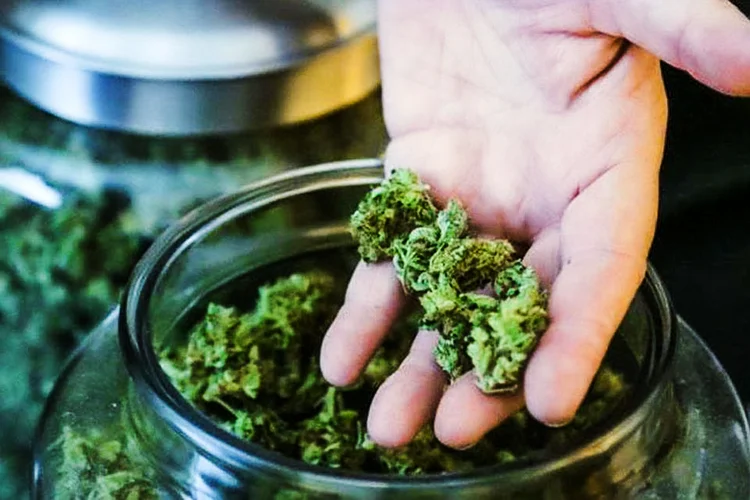Maconha legalizada: as organizações de saúde alertaram que a legalização pode provocar o aumento do consumo entre os jovens (Jason Redmond/Reuters)