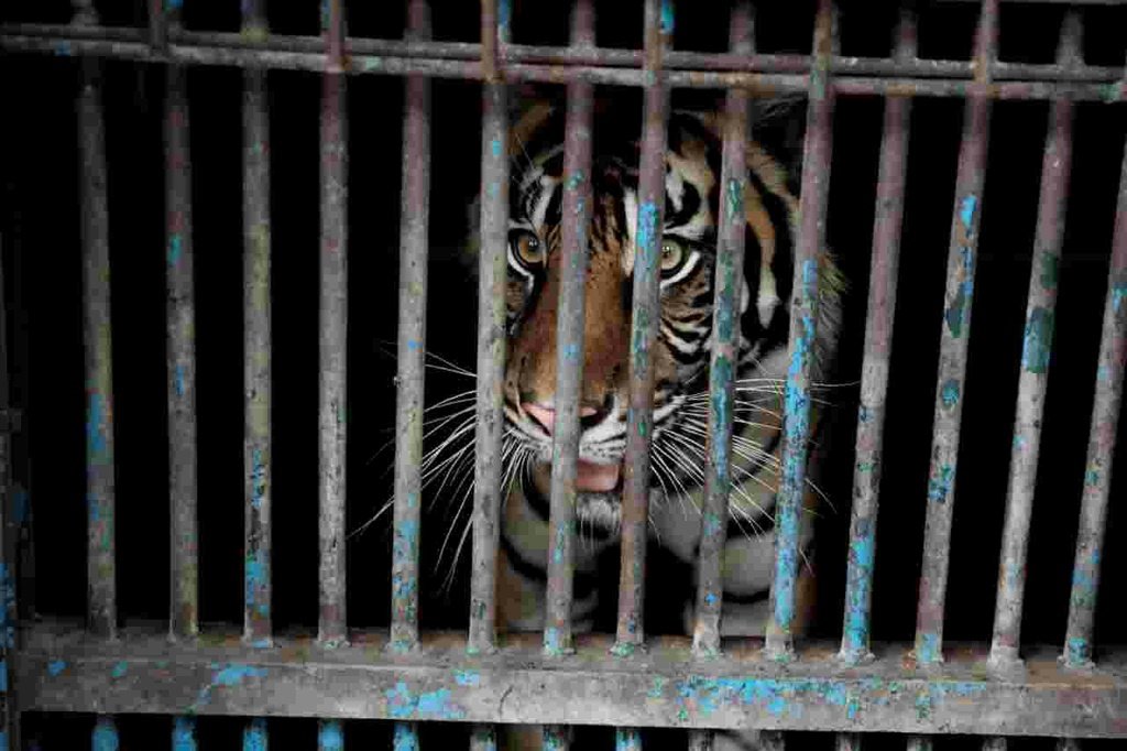 Tigre de Sumatra que testou positivo no zoológico de Jacarta, que está fechado desde junho por causa do aumento de casos (AFP/AFP)