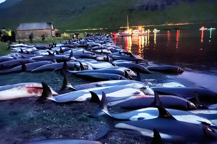 Animais foram mortos em apenas um dia de caça nas Ilhas Faroé. (Sea Shepherd/Reprodução)