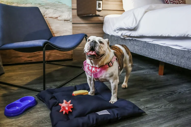 Accor: 300 hotéis prontos para receber animais de estimação após parceria com a Mars Petcare (Mars/Accor/Divulgação)