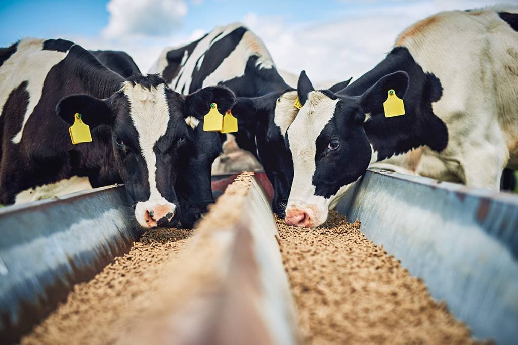 Ração que reduz metano emitido por vacas é aprovada na Europa