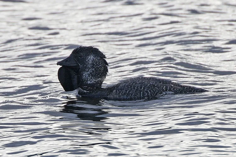 Pato-de-papuda (Musk Duck): pato australiano é capaz de imitar sons humanos.  (Lip Kee/Wikimedia Commons)