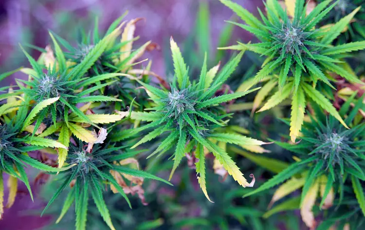 Cannabis: lei federal também permitia a posse e o cultivo de até quatro plantas de cannabis para uso pessoal no Canadá (danielzgombic/Getty Images)