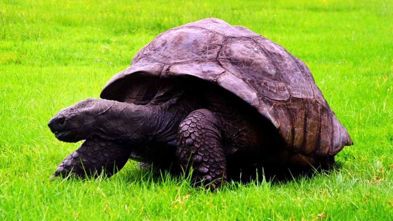 Descoberta sobre animal mais velho do mundo pode ser chave para a longevidade