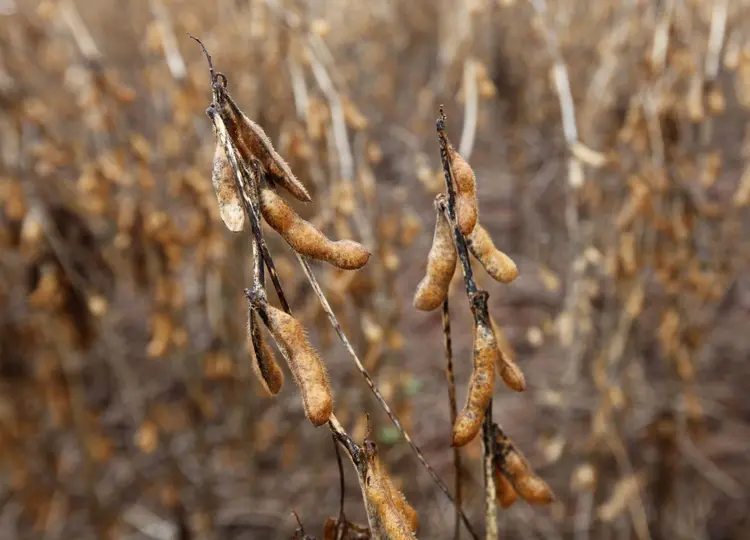 Crise hídrica prejudica plantio de soja: apenas 0,1% da área já foi cultivada (Paulo Whitaker/Reuters)