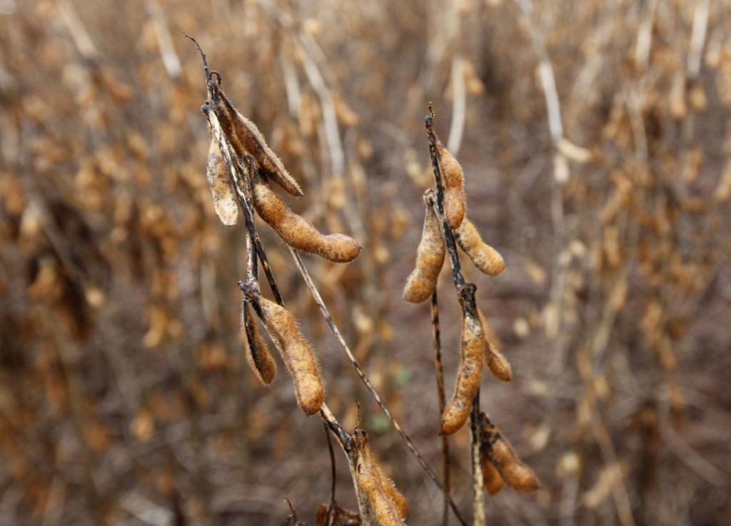 Crise hídrica prejudica plantio de soja: só 0,1% da área já foi cultivada