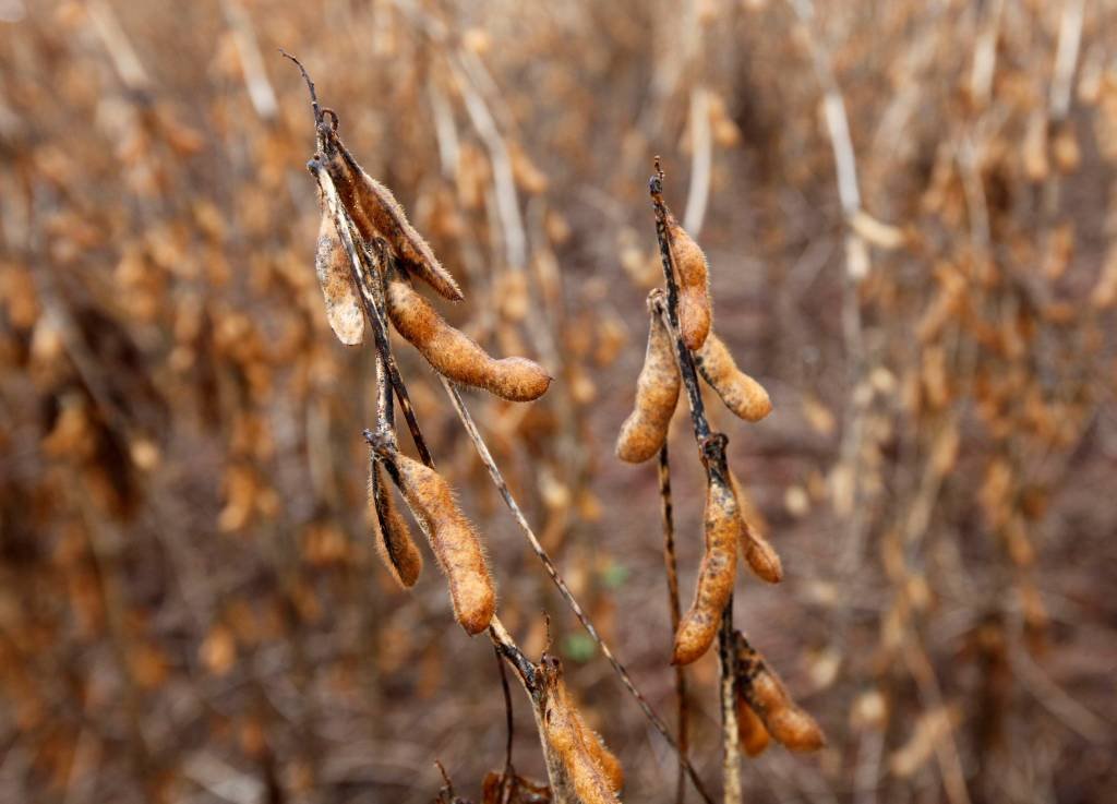 Plantação de soja em Tangará da Serra. (Paulo Whitaker/Reuters)