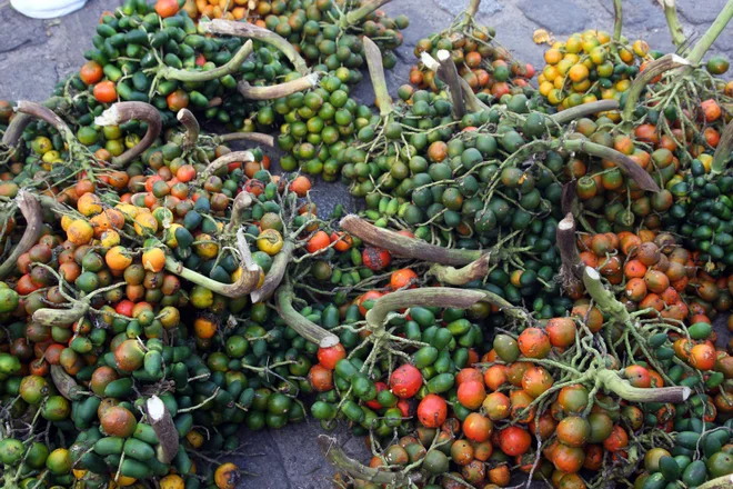Hoje existem empreendedores que já cuidam da floresta porque percebem toda a riqueza material e imaterial que ela gera (Celso Abreu/Divulgação)