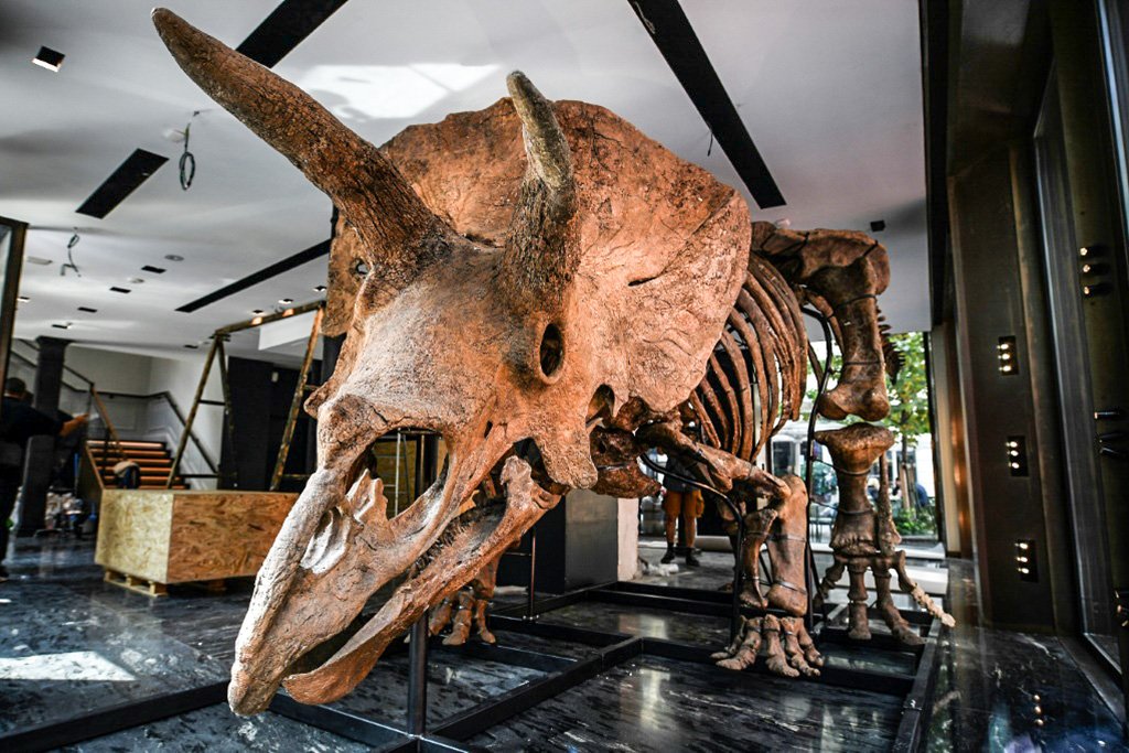 O tricerátops "Big John" tem 66 milhões de anos e um esqueleto de oito metros de comprimento (Reprodução/AFP)