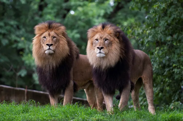 Leões no zoológico de Washington, nos Estados Unidos. (AFP/AFP)