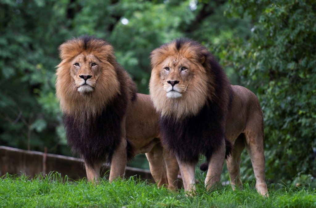 Leões e tigres são diagnosticados com covid em zoológico de Washington