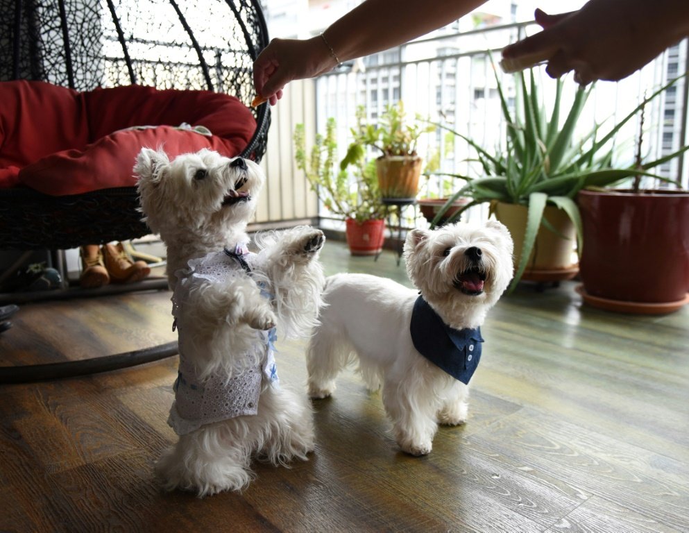 'Dogfluencers': cães de Singapura são tendência no Instagram