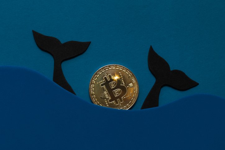 Maiores carteiras cripto compram R$ 230 milhões em bitcoin, LINK e shiba