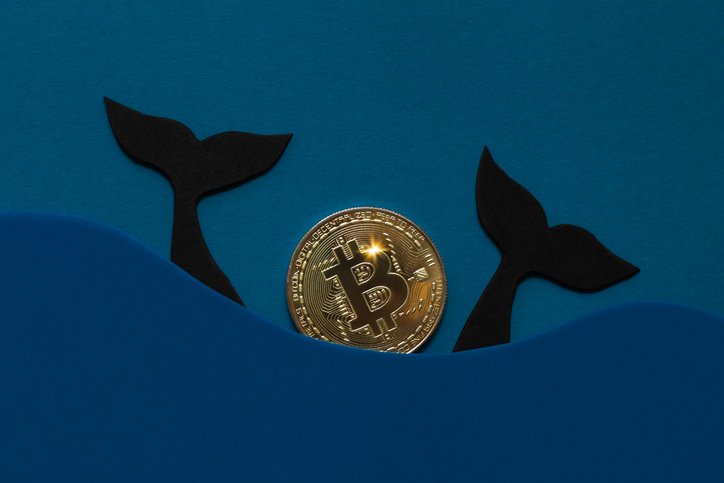 Baleias transferem mais de R$ 1,5 bilhão em bitcoin; moedas estavam paradas desde 2013