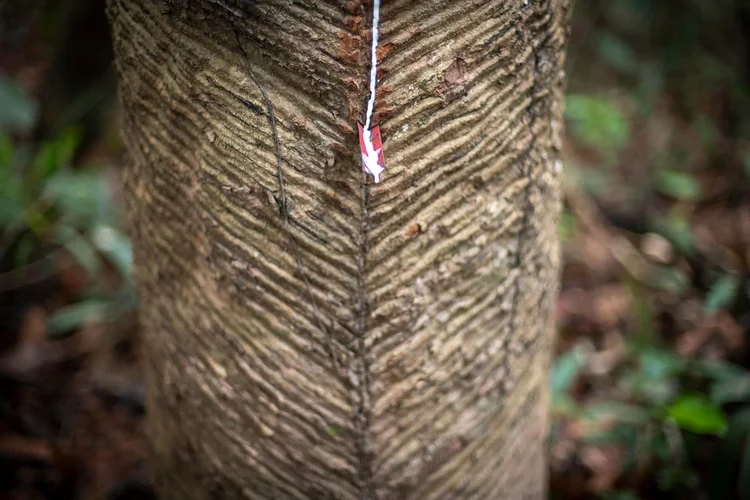 Extração extrativista de látex no Amazonas  (André Dib/ WWF/Reprodução)