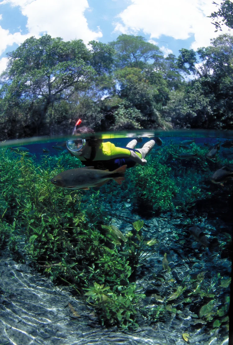 Bonito, no Mato Grosso do Sul, referência em ecoturismo, é parte do programa de pagamento por serviços ambientais (PSA) na modalidade uso múltiplo de rios cênicos. (Alcides Falanghe, Ocean Eyes Productions/Divulgação)