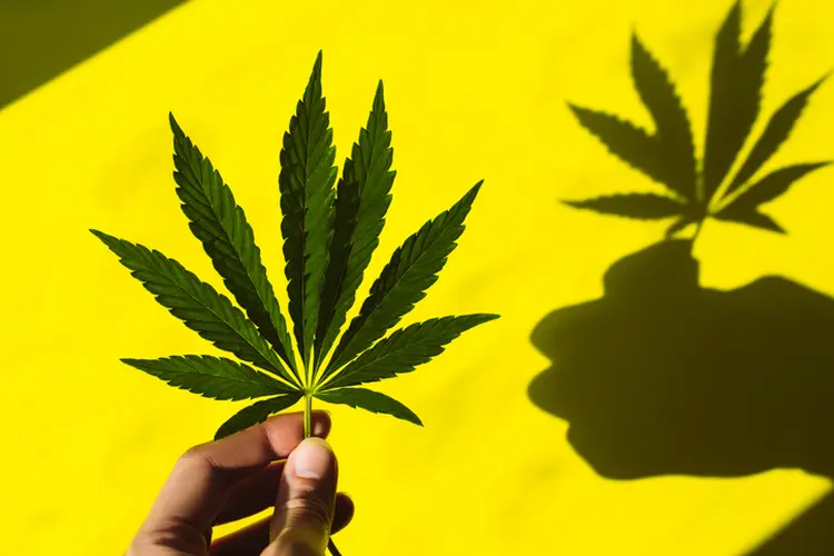 Folha de cannabis | Foto: Olena Ruban/Getty Images (Olena Ruban/Getty Images)