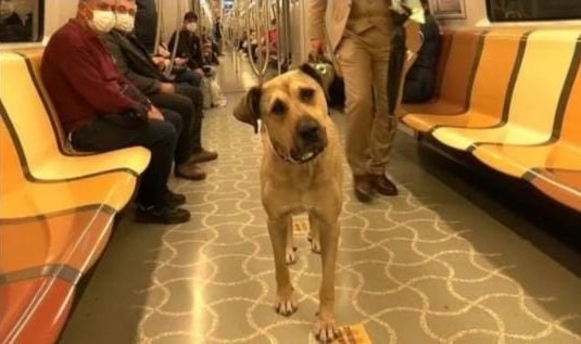 Cachorro usa transporte público diariamente em Istambul; veja fotos